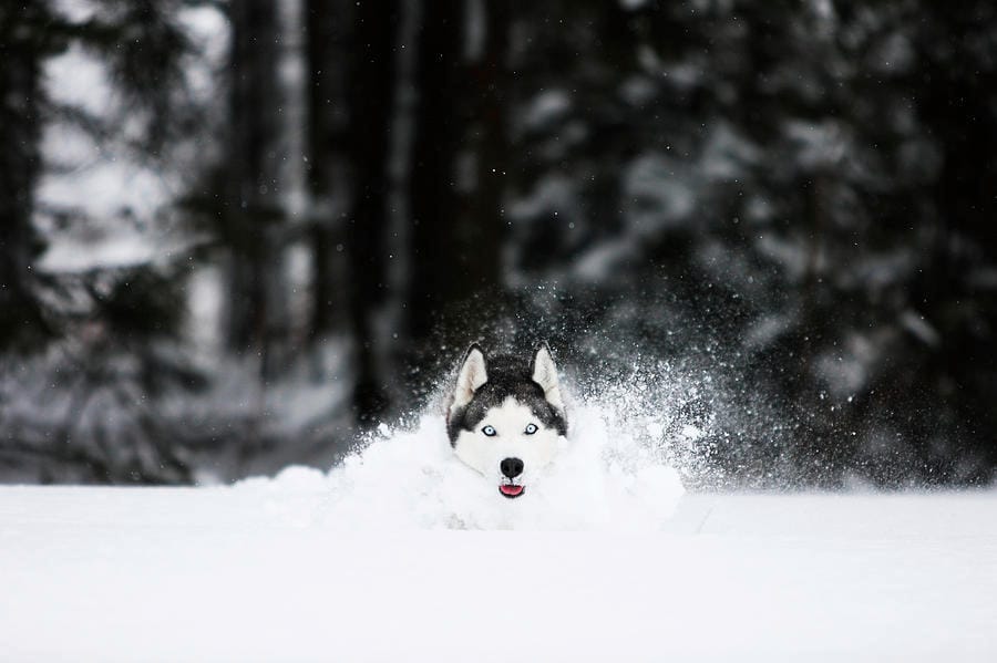 Secondary image of Siberian Husky dog breed