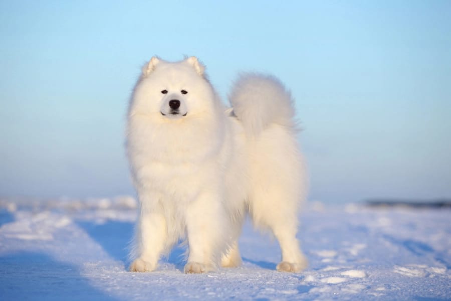 Secondary image of Samoyed dog breed