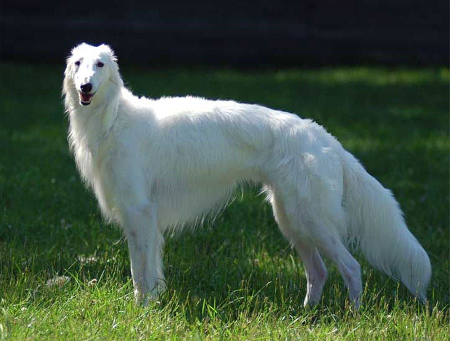 Secondary image of Silken Windhound dog breed