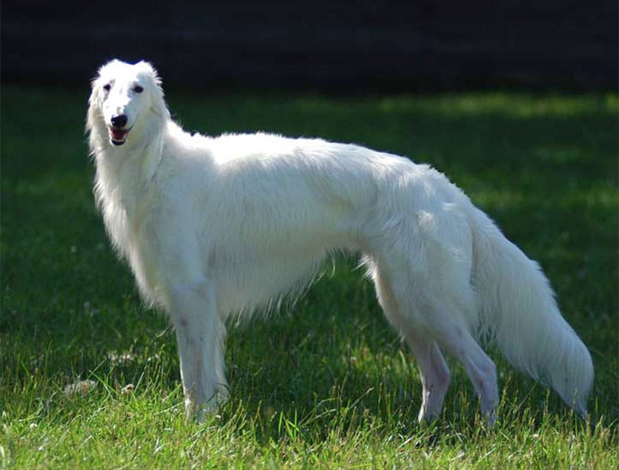 Secondary image of Silken Windhound dog breed