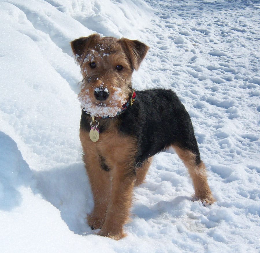 Secondary image of Welsh Terrier dog breed