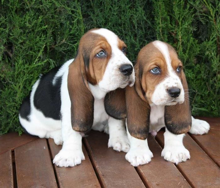 Secondary image of Basset Artesien Normand dog breed