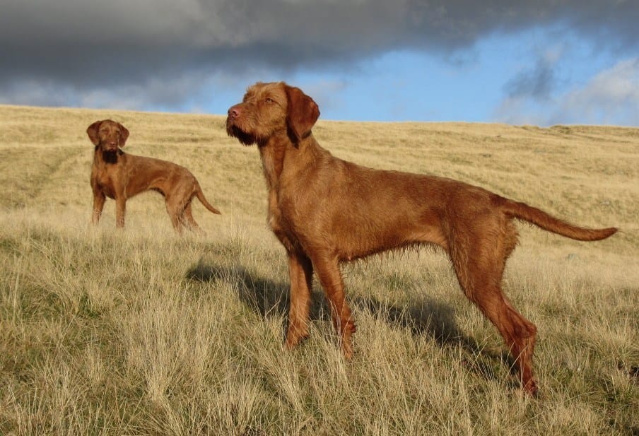 Secondary image of Wirehaired Vizsla dog breed