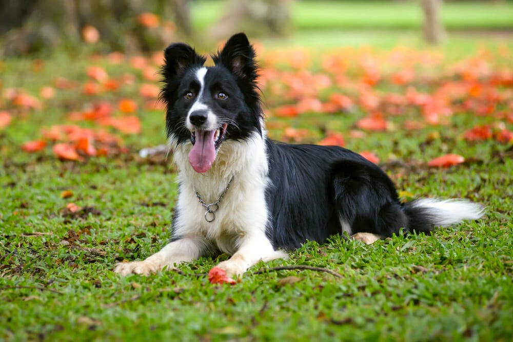 Secondary image of Border Collie dog breed