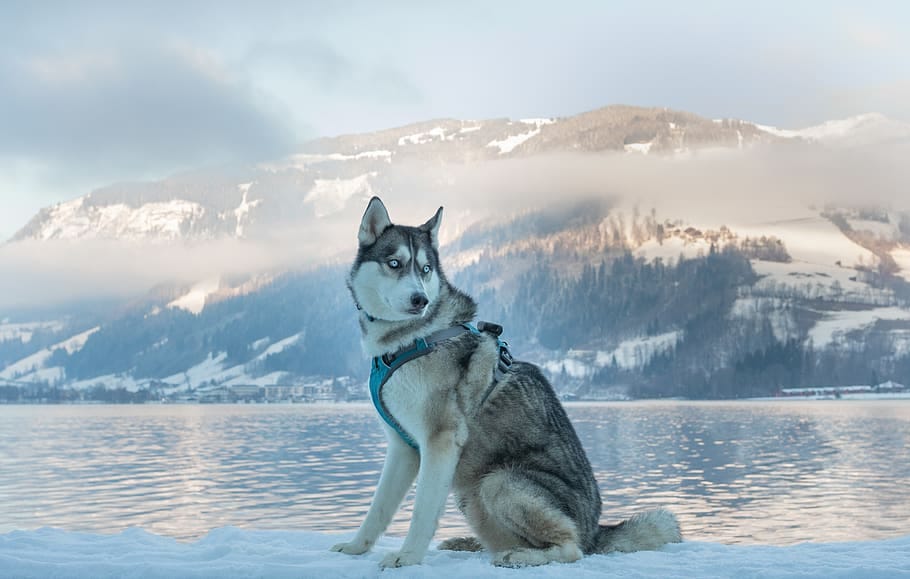 Secondary image of Siberian Husky dog breed