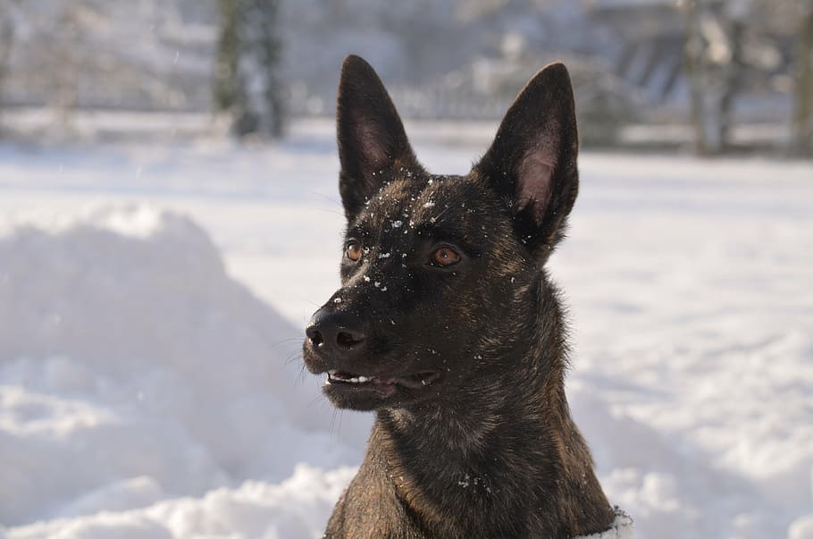 Secondary image of Dutch Shepherd dog breed