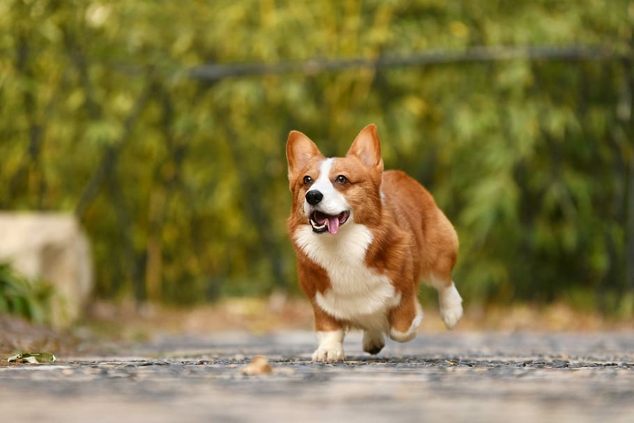 Secondary image of Pembroke Welsh Corgi dog breed