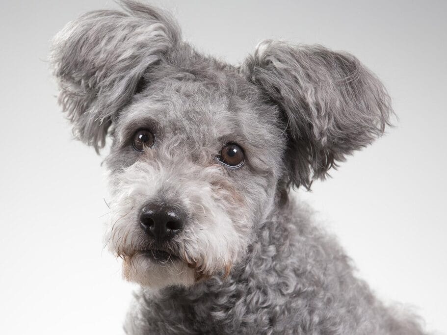 Secondary image of Pumi dog breed