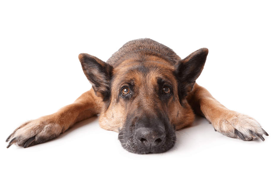 Secondary image of German Shepherd dog breed