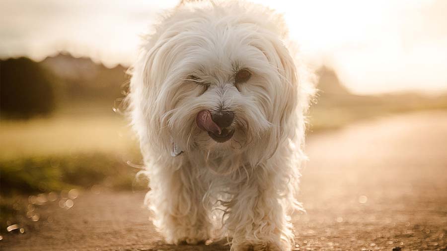 Secondary image of Havanese dog breed