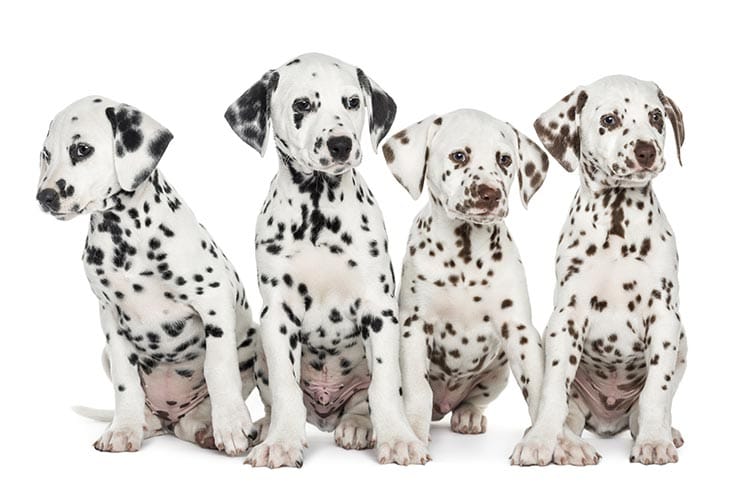 Secondary image of Dalmatian dog breed