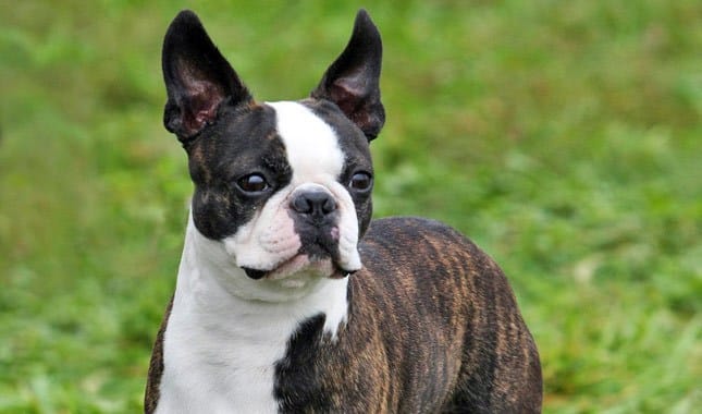 Secondary image of Boston Terrier dog breed