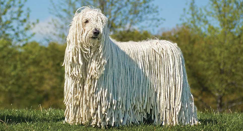 Secondary image of Komondor dog breed