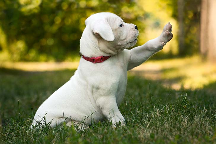 Secondary image of Dogo Argentino dog breed