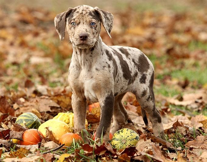 Secondary image of Catahoula Leopard Dog dog breed