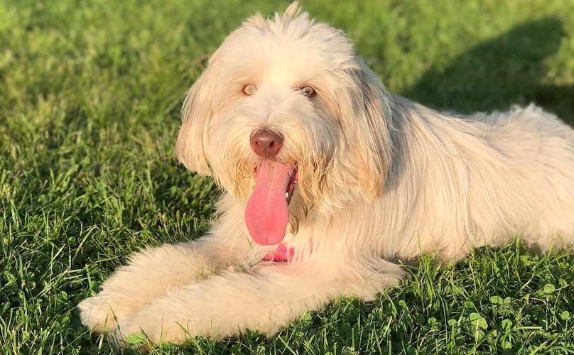 Secondary image of Bearded Collie dog breed