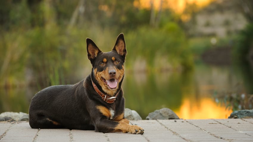 Secondary image of Australian Kelpie dog breed