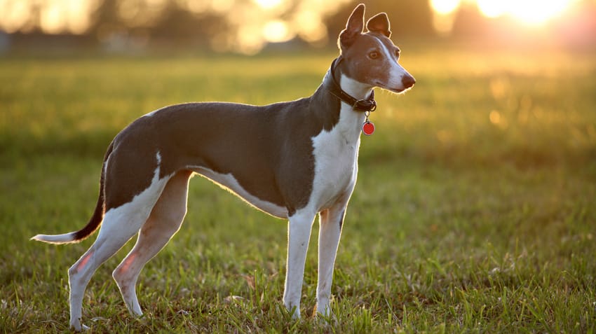 Secondary image of Greyhound dog breed