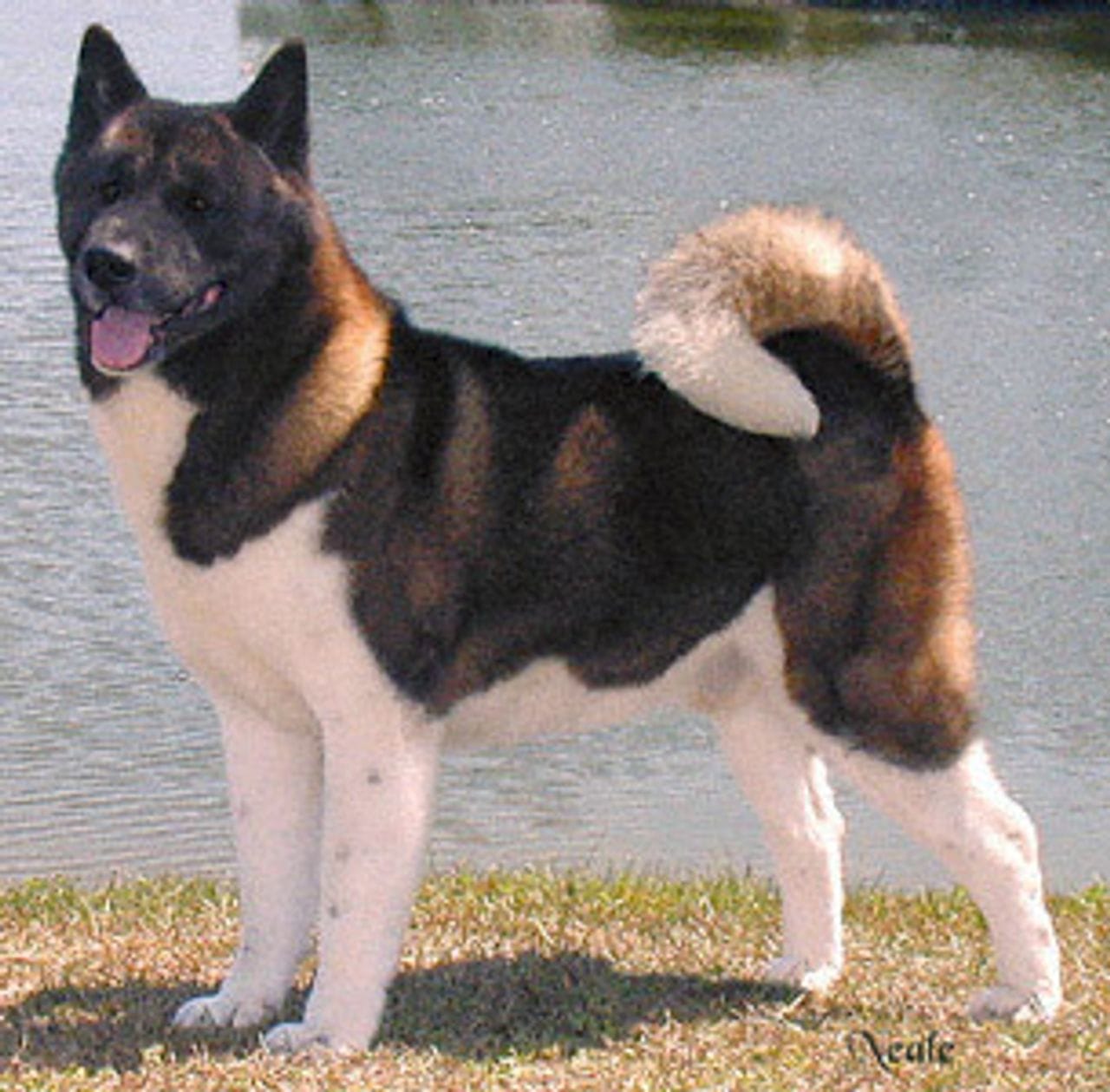 Secondary image of Akita dog breed