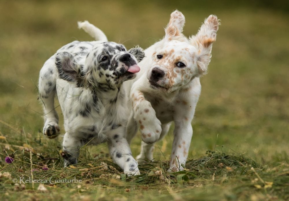 Secondary image of English Setter dog breed