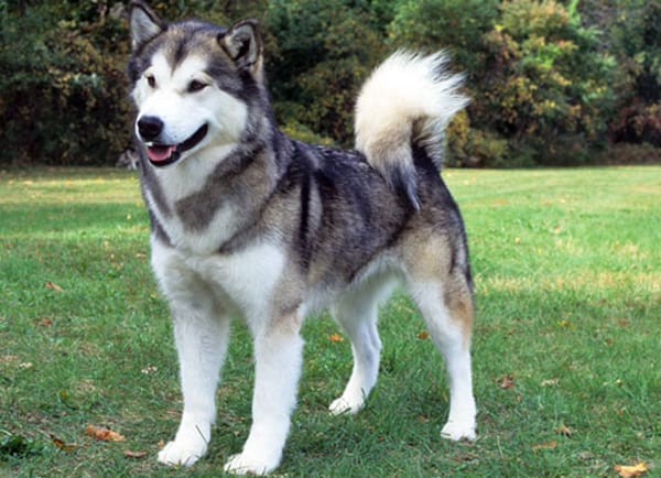 Secondary image of Canadian Eskimo Dog dog breed