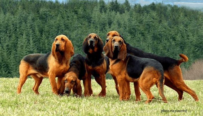 Secondary image of Bruno Jura Hound dog breed