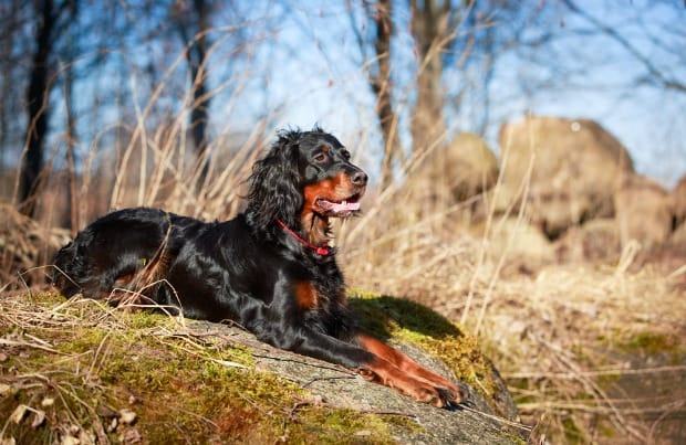 Secondary image of Gordon Setter dog breed