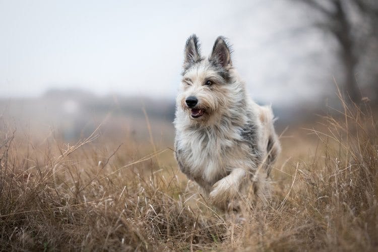 Secondary image of Berger Picard dog breed