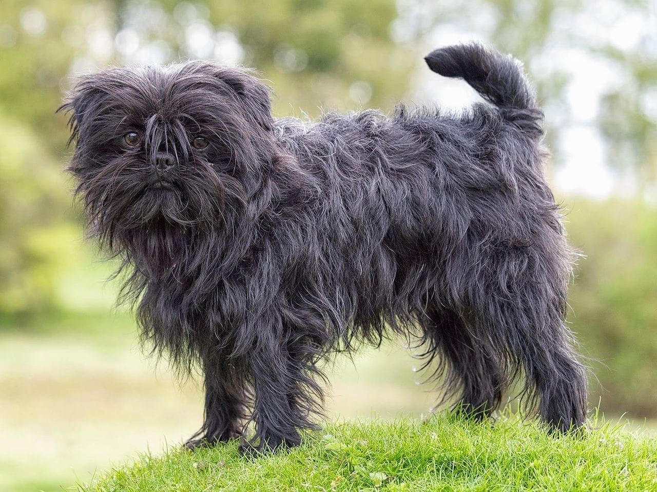 Secondary image of Affenpinscher dog breed