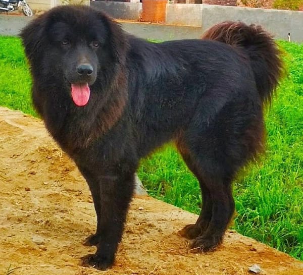 Secondary image of Bakharwal Dog dog breed