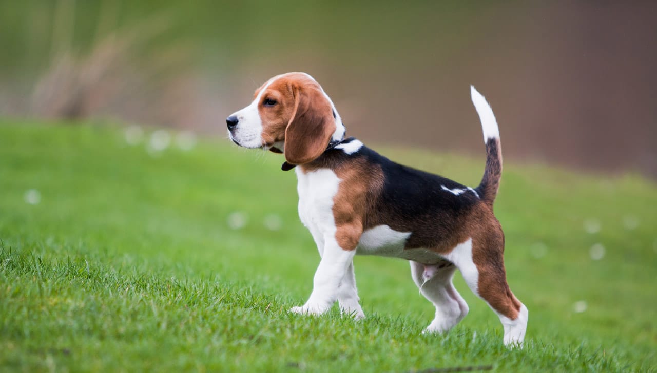 Secondary image of Beagle dog breed