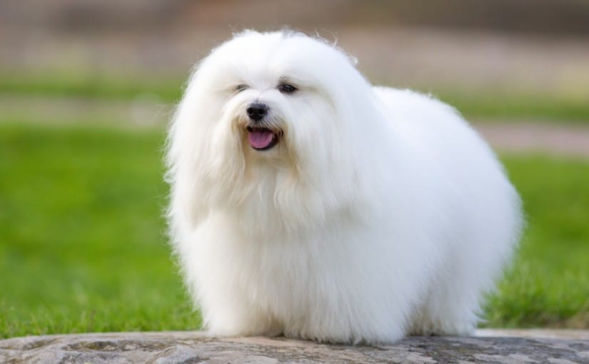 Secondary image of Coton de Tulear dog breed