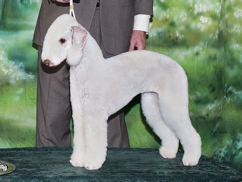 Secondary image of Bedlington Terrier dog breed