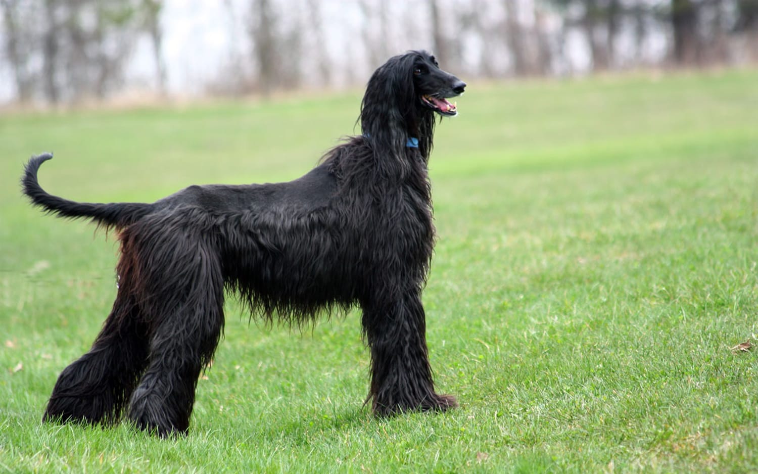 Secondary image of Afghan Hound dog breed