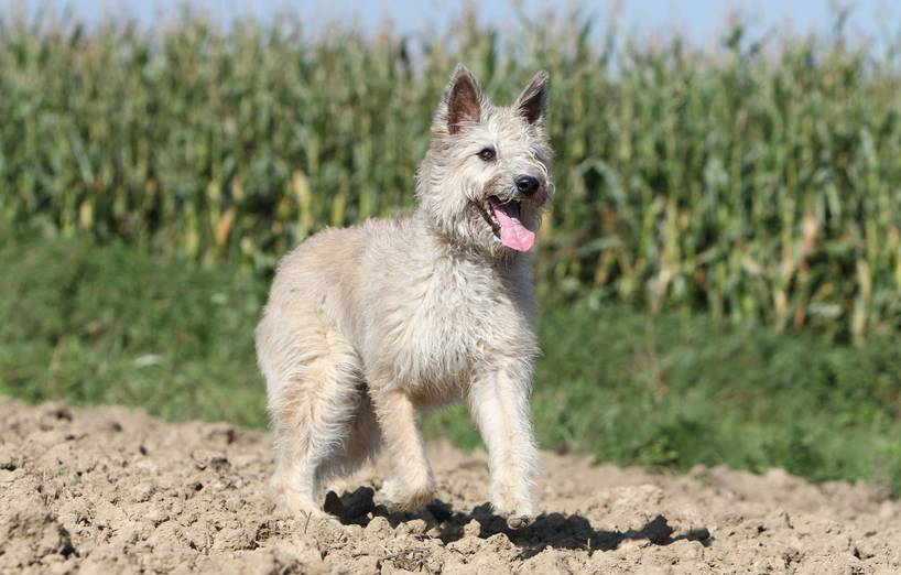 Secondary image of Bouvier des Ardennes dog breed