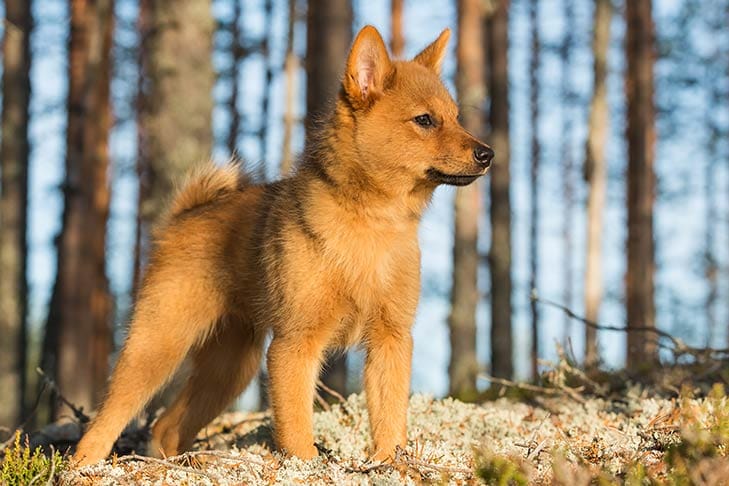 Secondary image of Finnish Spitz dog breed