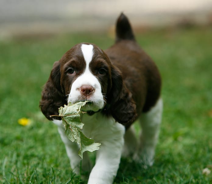 Secondary image of English Springer Spaniel dog breed