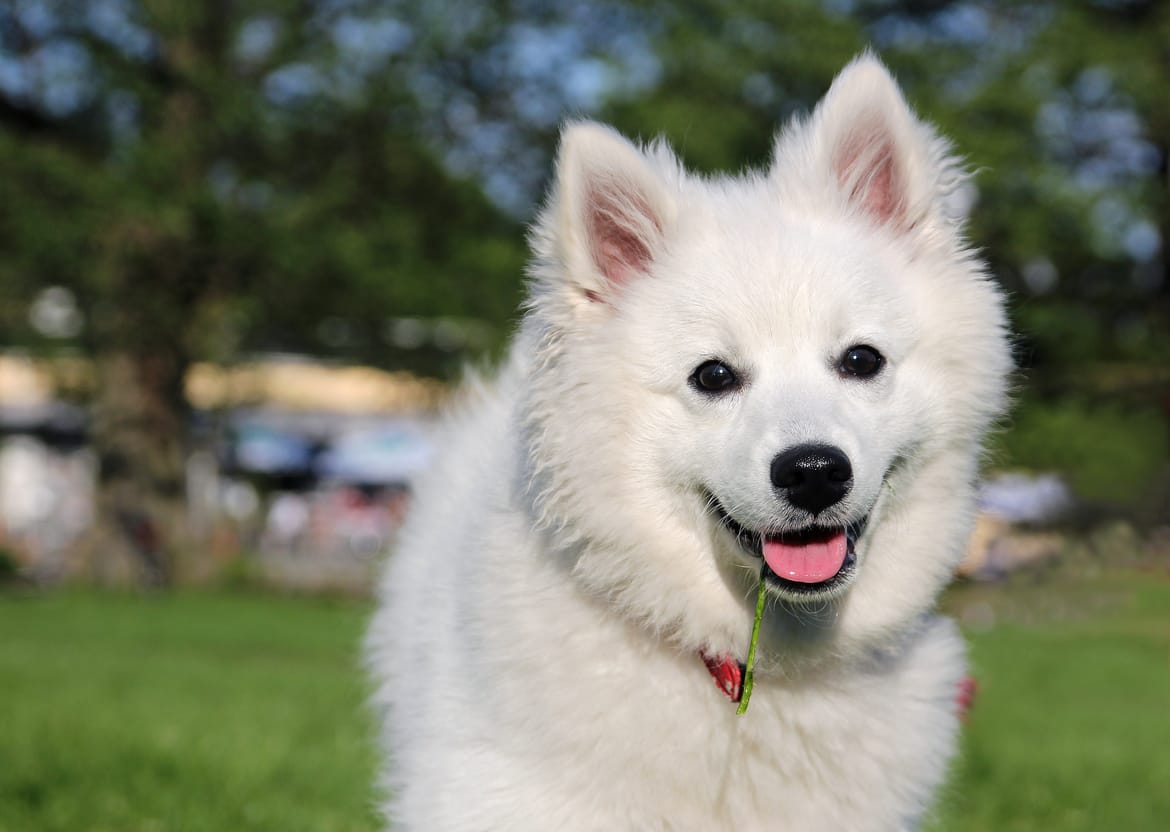 Secondary image of American Eskimo Dog dog breed