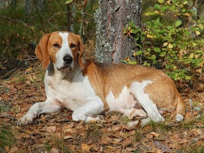 Secondary image of Harrier dog breed