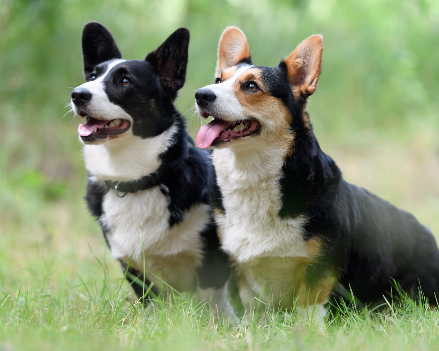 Secondary image of Cardigan Welsh Corgi dog breed