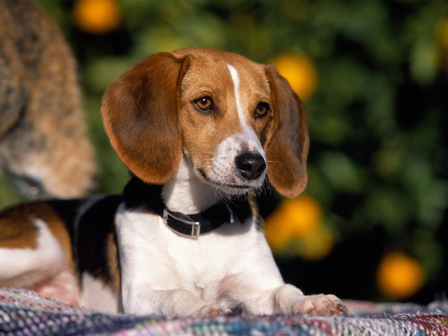 Secondary image of American Foxhound dog breed