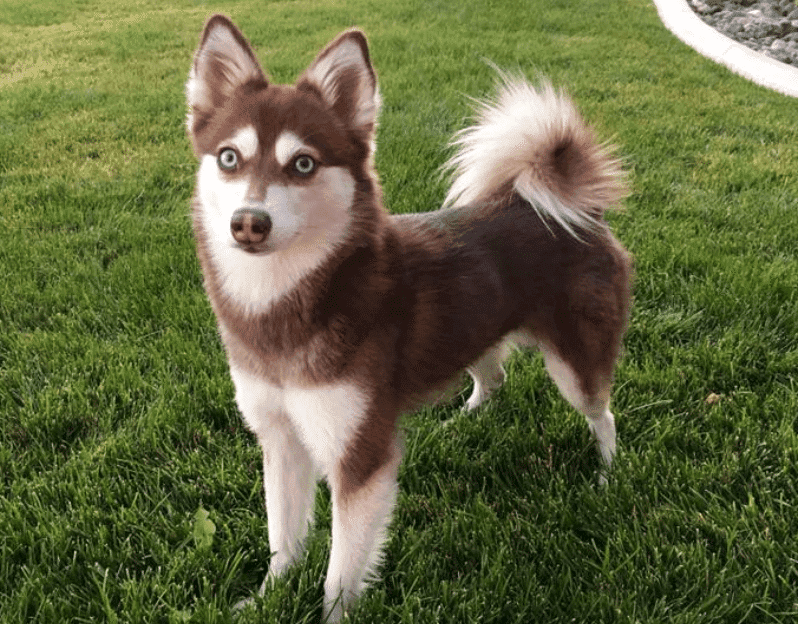 Secondary image of Alaskan Klee Kai dog breed