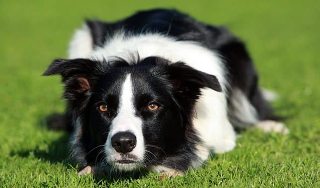 Secondary image of Border Collie dog breed