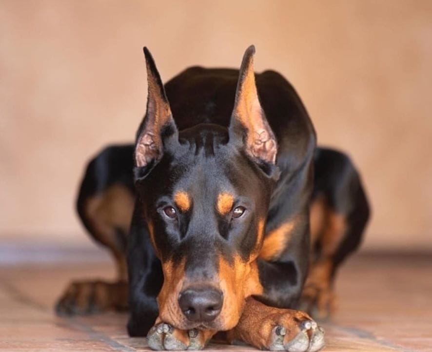 Secondary image of Doberman Pinscher dog breed