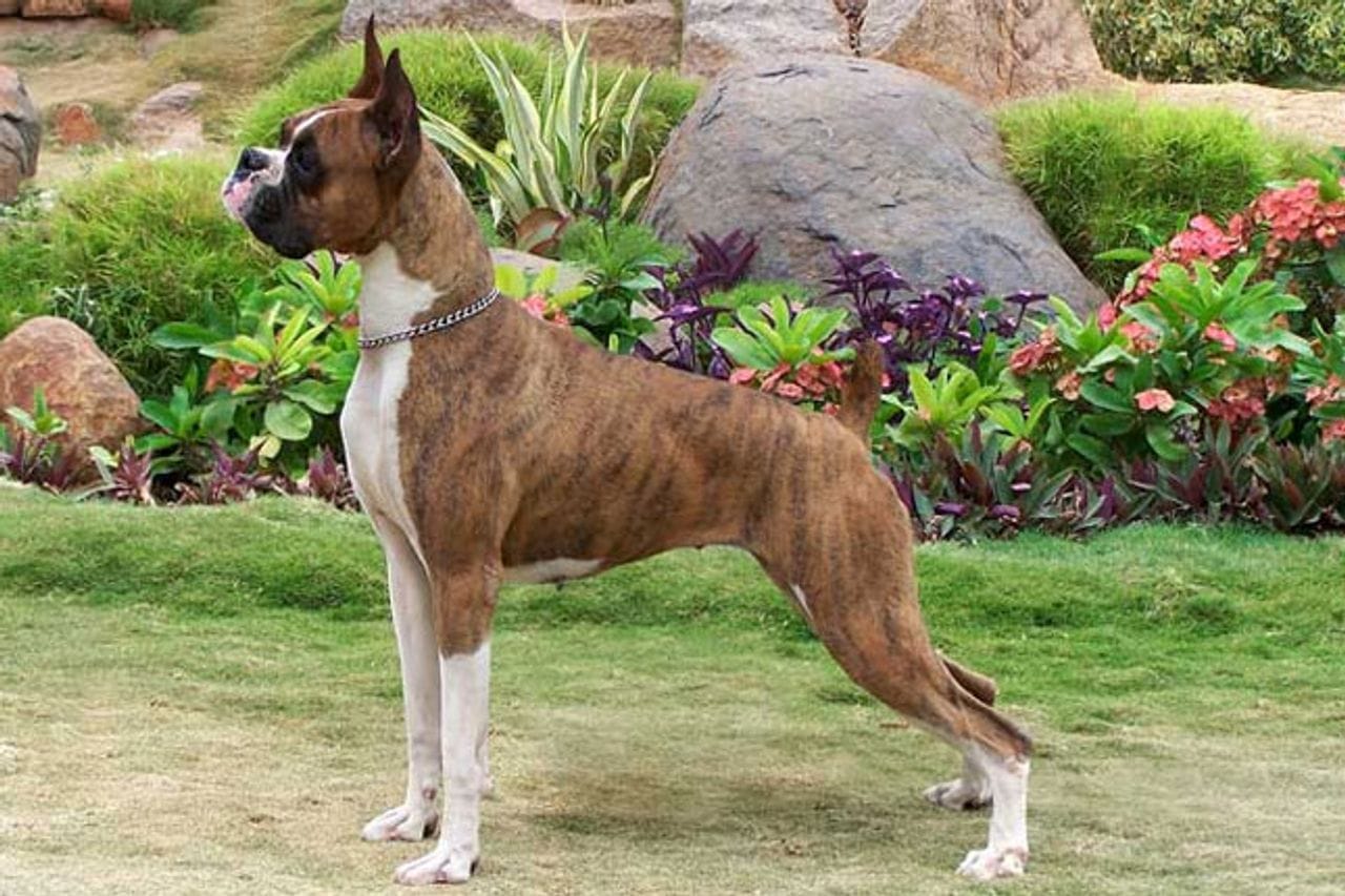 Secondary image of Boxer dog breed