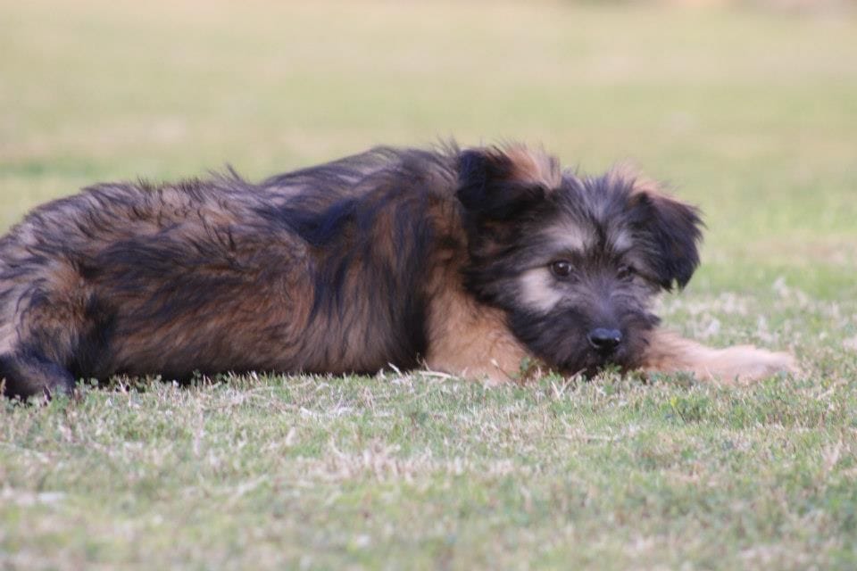 Secondary image of Armant dog breed