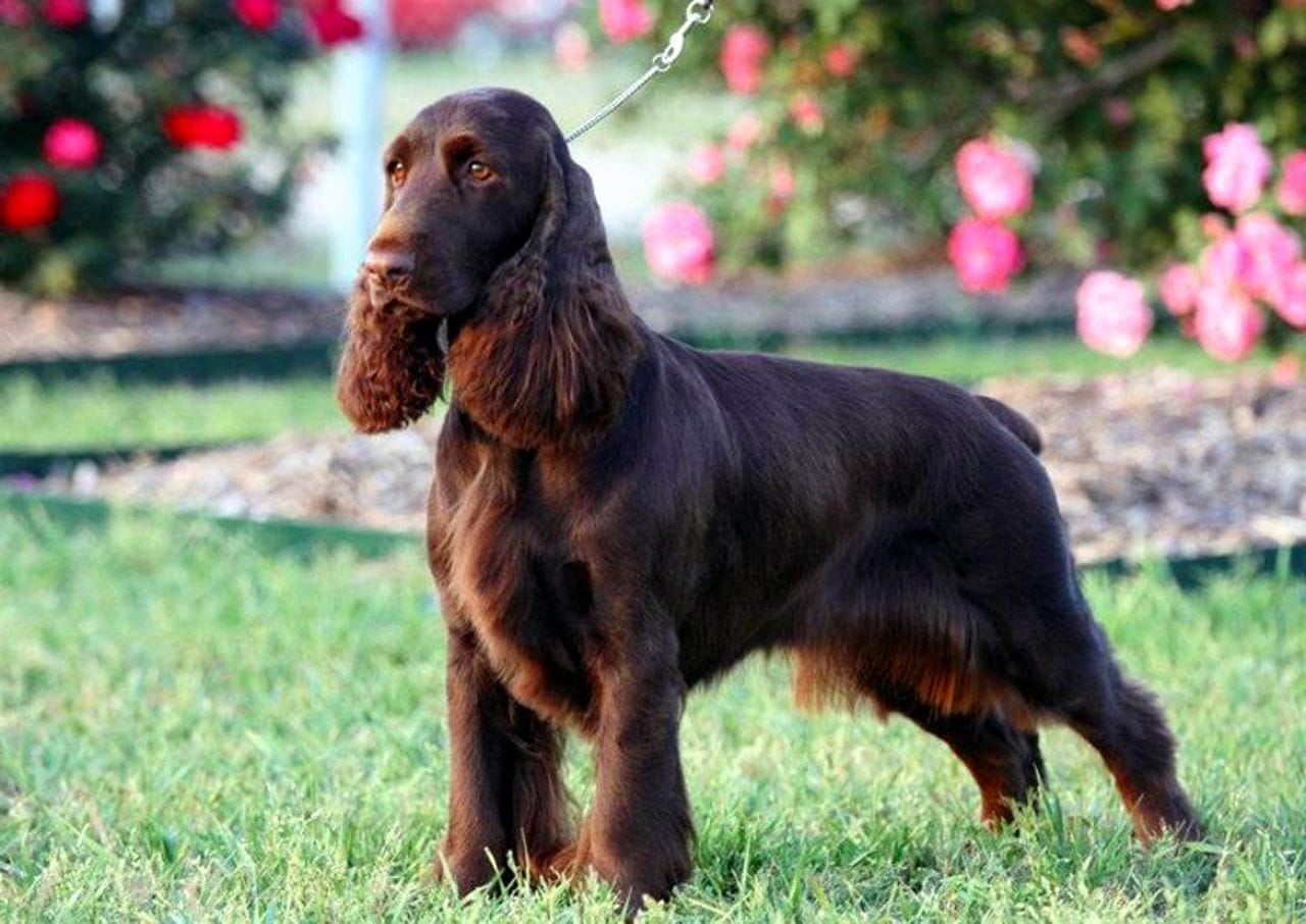 Secondary image of Field Spaniel dog breed