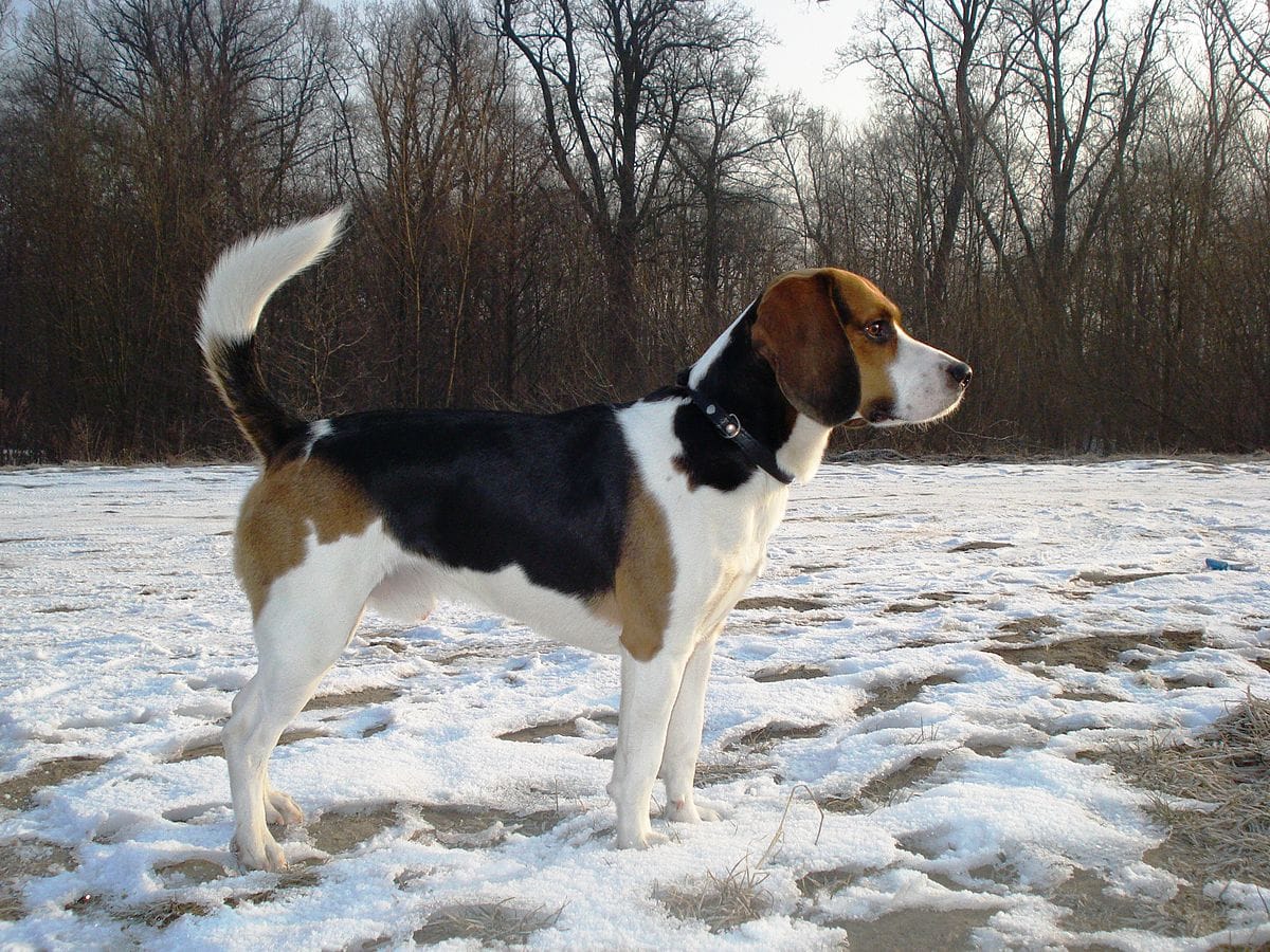 Secondary image of Beagle-Harrier dog breed