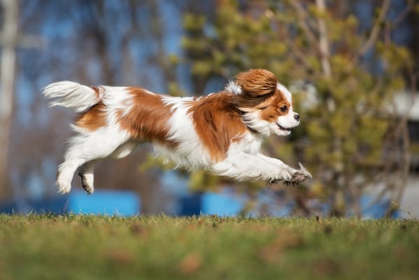 Secondary image of Cavalier King Charles Spaniel dog breed