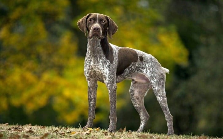 Secondary image of Braque Francais dog breed